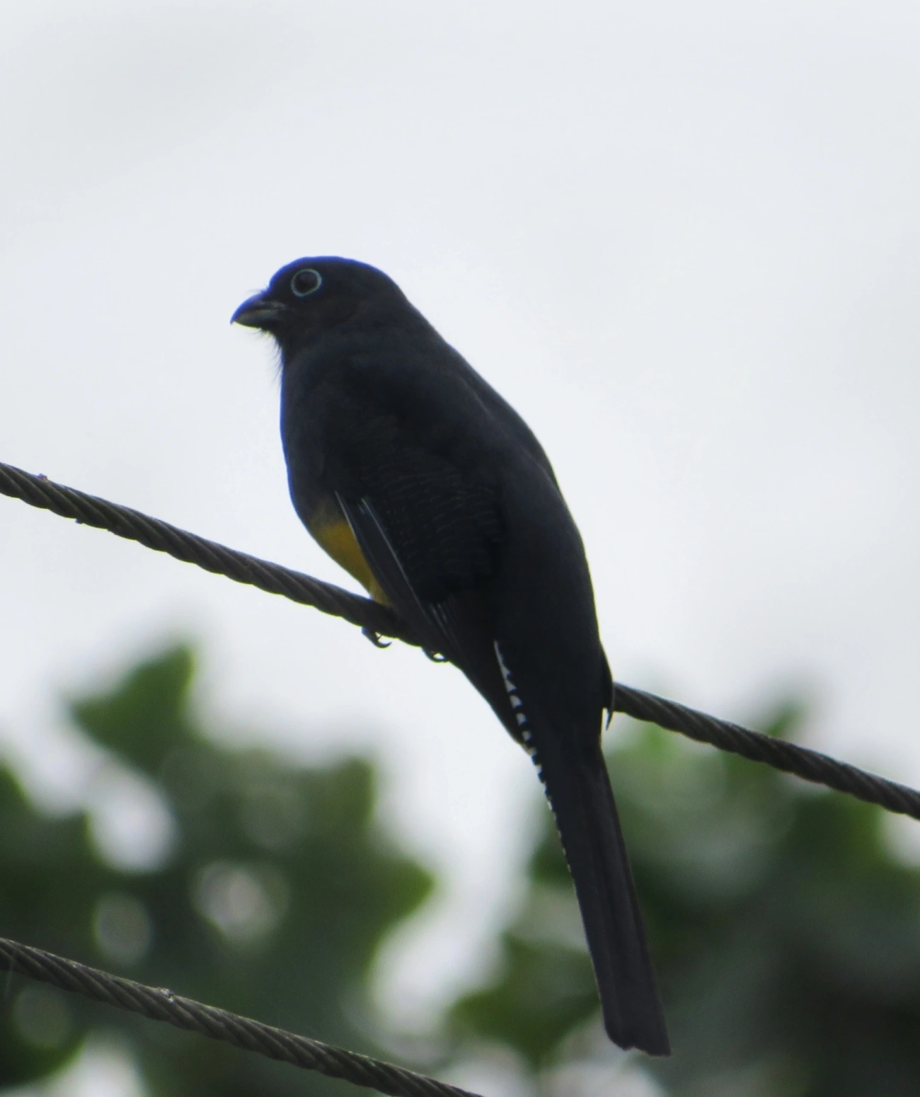 Surucuá-de-barriga-amarela (Trogon viridis), aves, fotografado em Maresias, São Sebastião