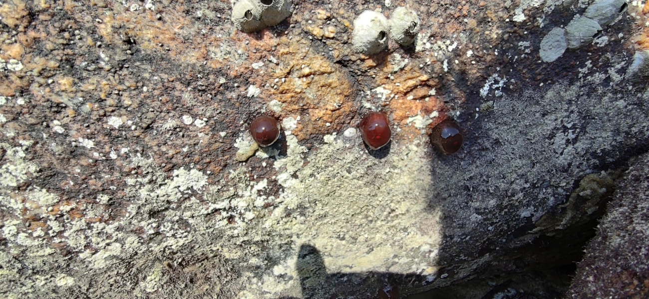 Anêmona-das-Bermudas (Actinia bermudensis), cnidários, fotografado em Maresias, São Sebastião