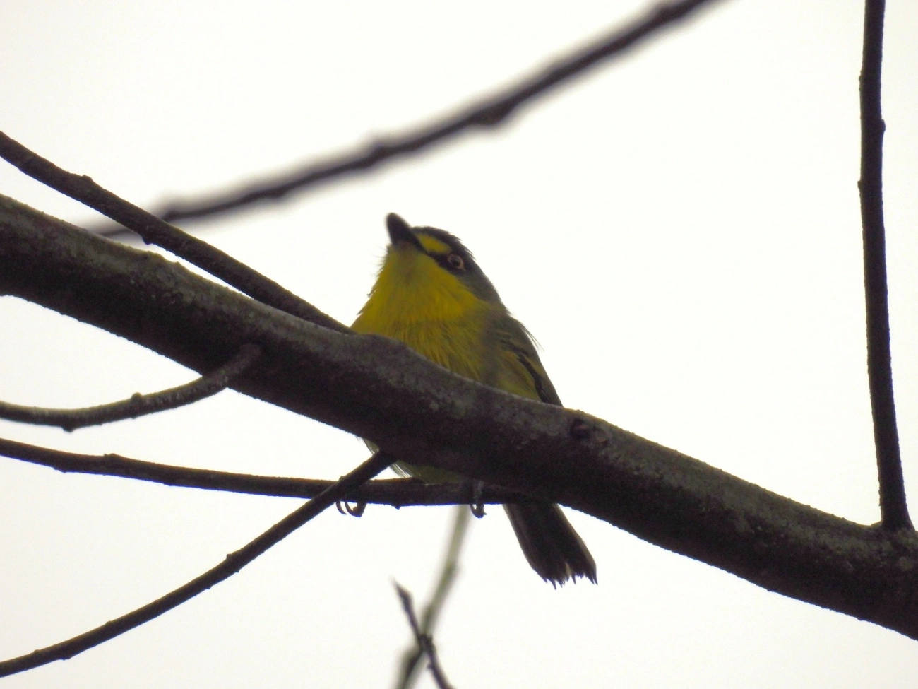 Teque-teque (Todirostrum poliocephalum), aves, fotografado em Maresias, São Sebastião
