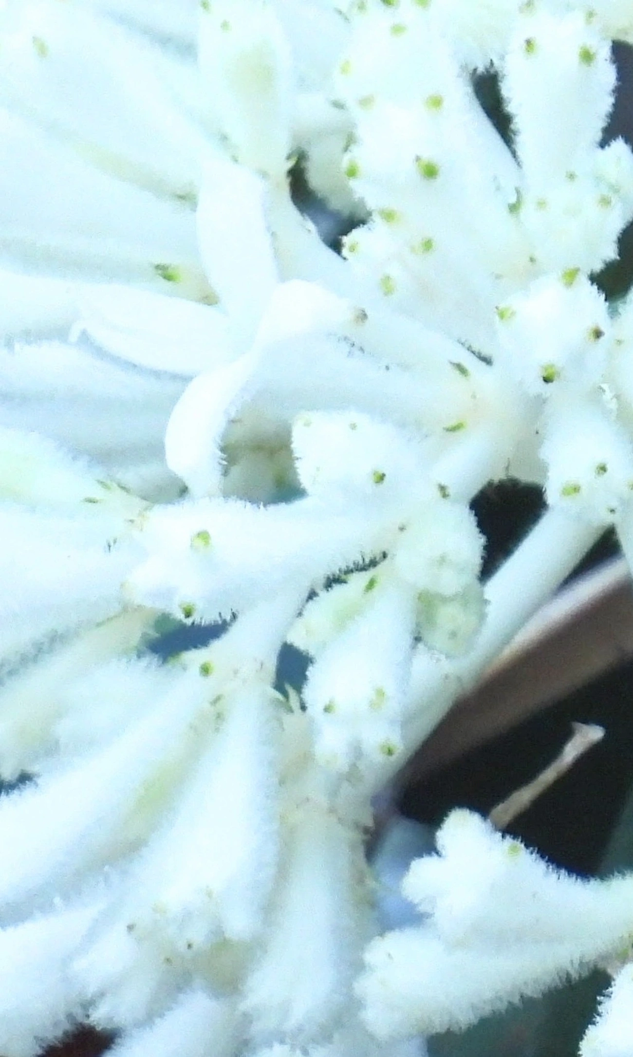 Rudgea, plantas, fotografado em Maresias, São Sebastião