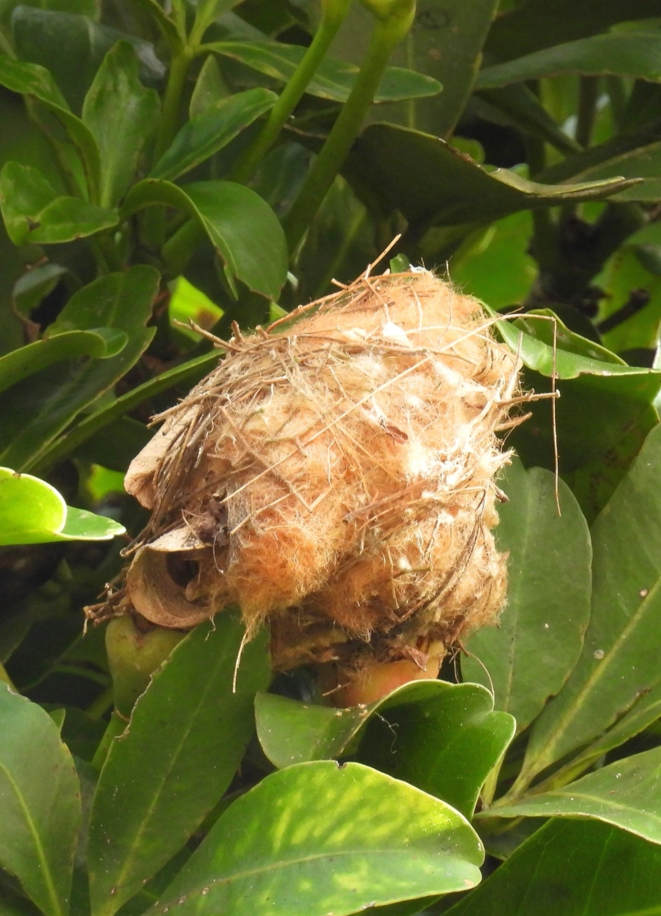 Beija-flores (Trochilidae), aves, fotografado em Maresias, São Sebastião