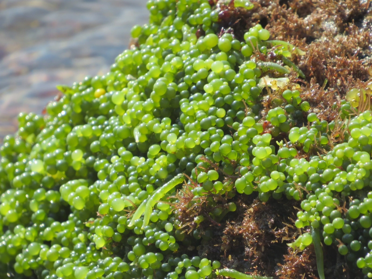 Caulerpa, plantas, fotografado em Maresias, São Sebastião
