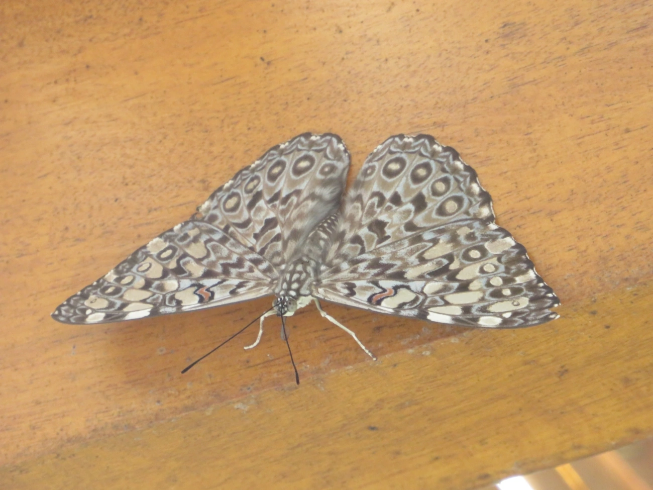 Borboleta-estaladeira (Hamadryas feronia), insetos, fotografado em Maresias, São Sebastião