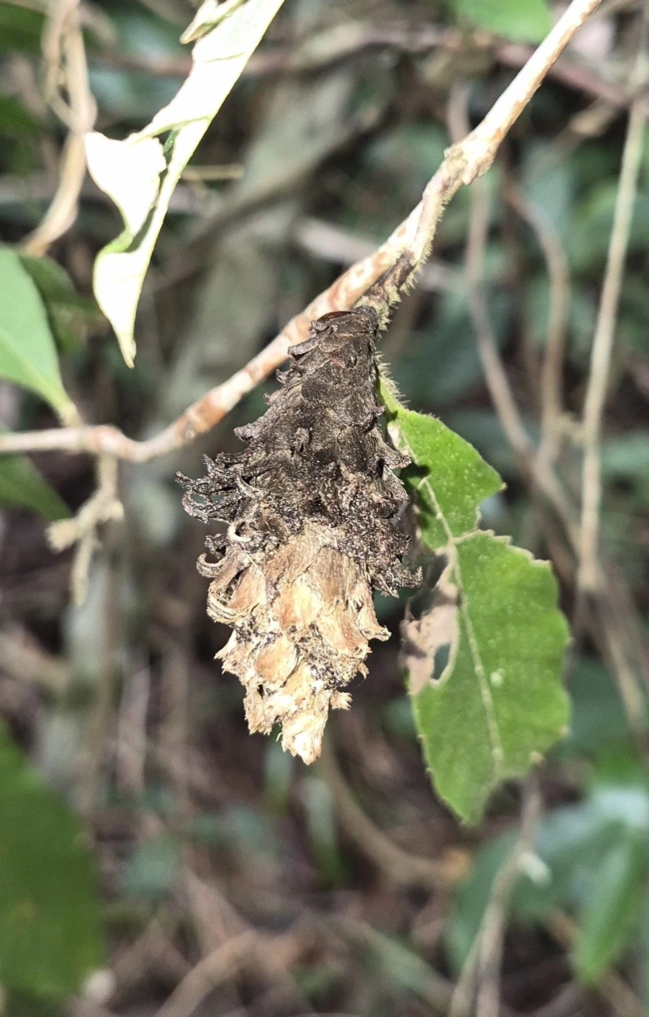 Plantas (Plantae), plantas, fotografado em Boiçucanga, São Sebastião