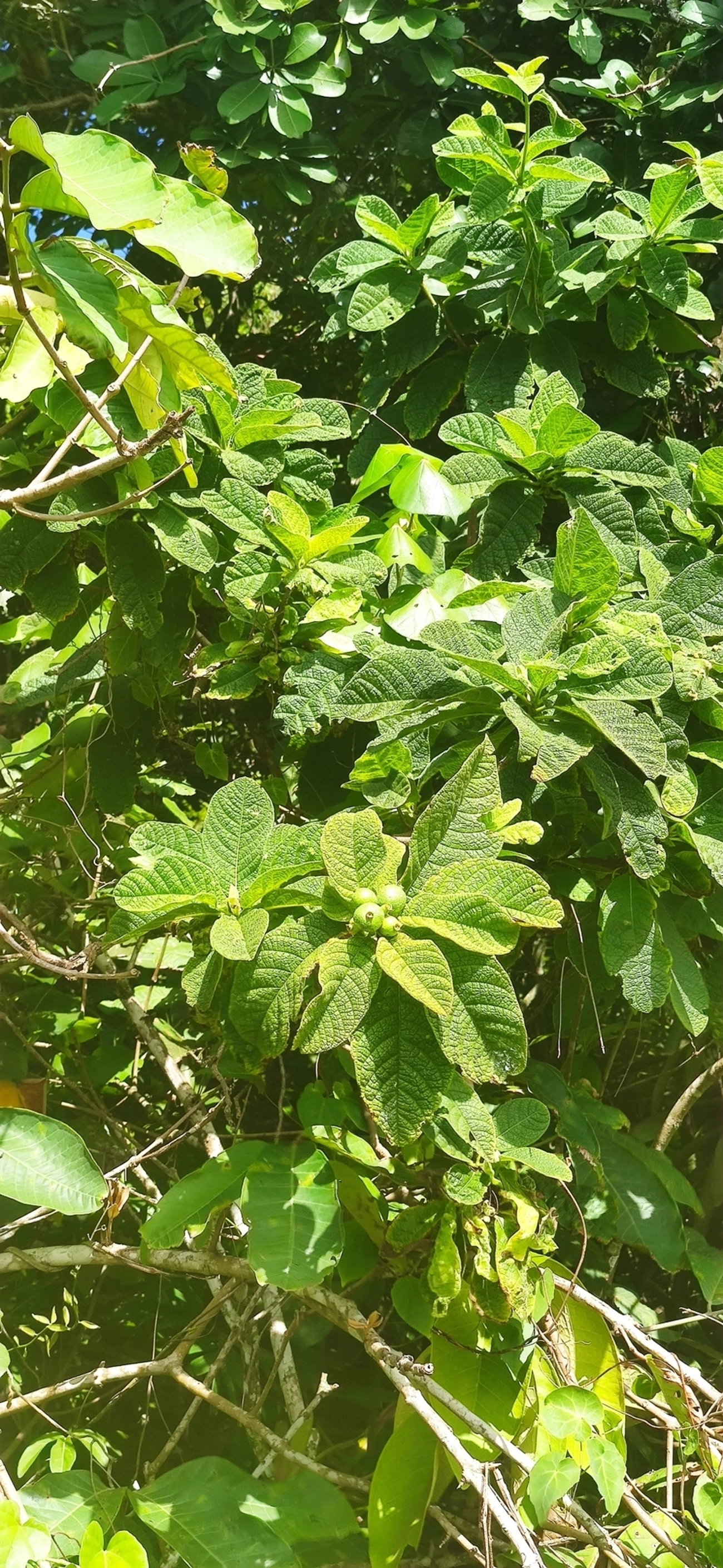 Marmelo-da-praia (Tocoyena bullata), plantas, fotografado em Maresias, São Sebastião