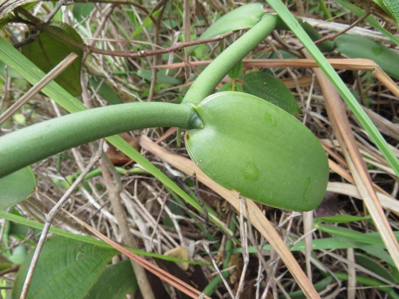 Baunilha (Vanilla chamissonis), plantas, fotografado em Indaiá, Caraguatatuba
