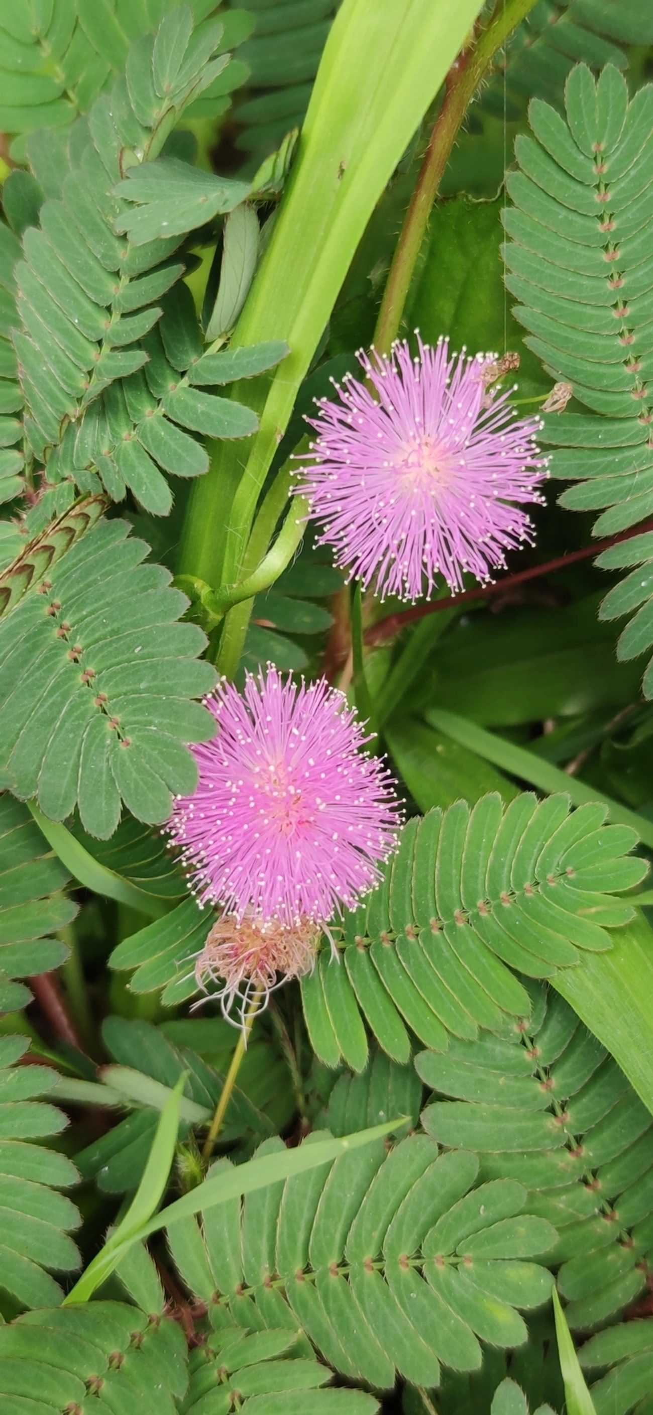 Mimosa albida, plantas, fotografado em Maresias, São Sebastião