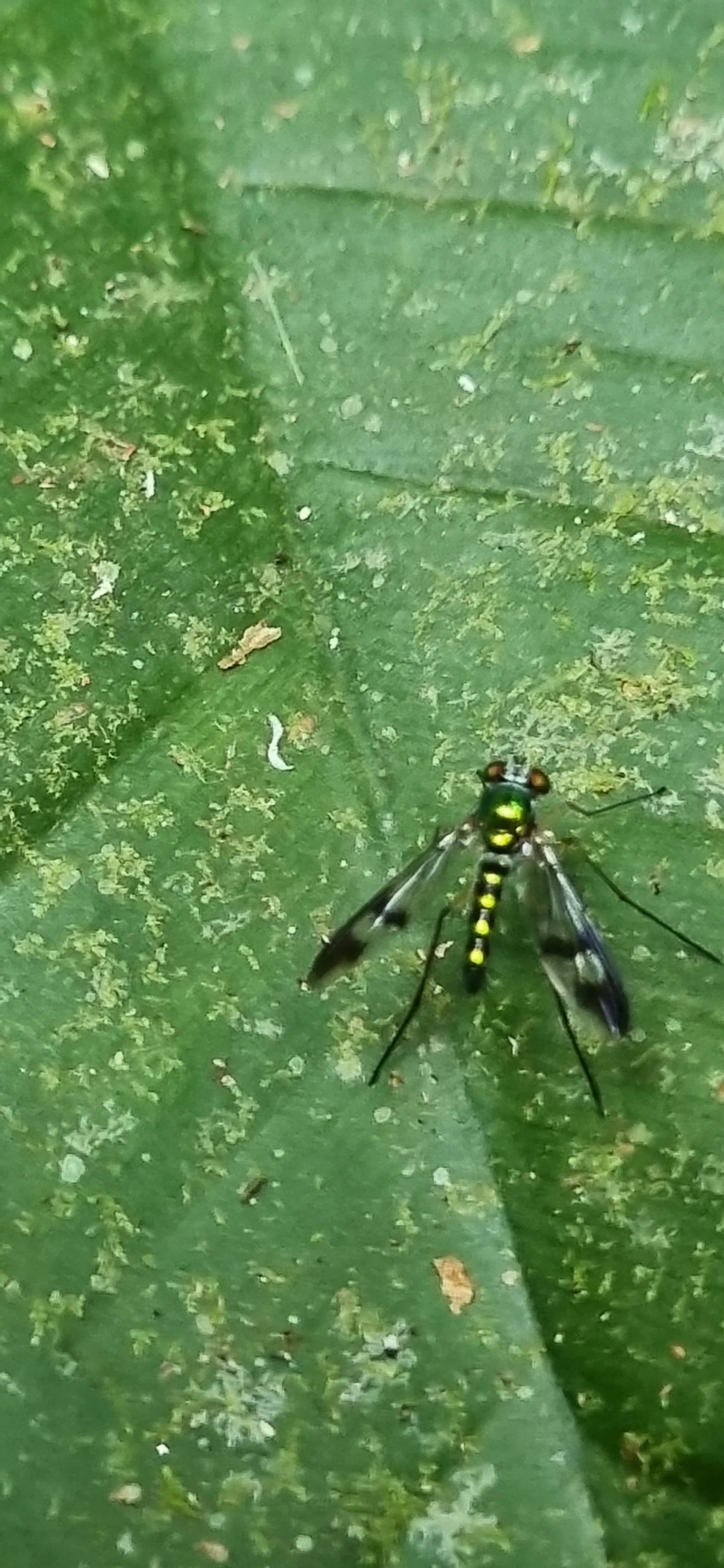 Moscas-de-pernas-longas (Condylostylus), insetos, fotografado em Paúba, São Sebastião