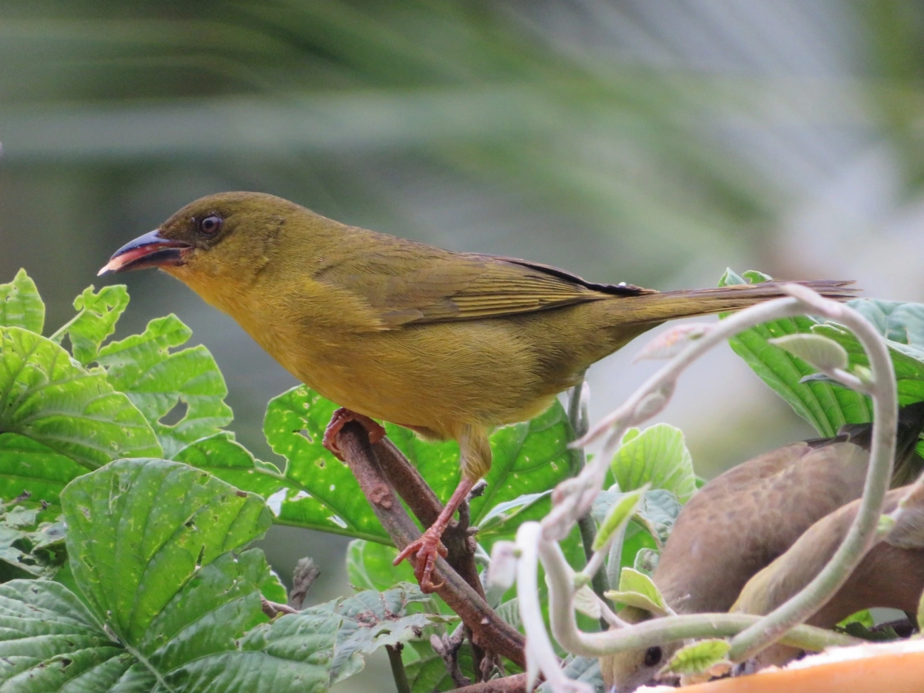 Catirumbava (Orthogonys chloricterus), aves, fotografado em Maresias, São Sebastião