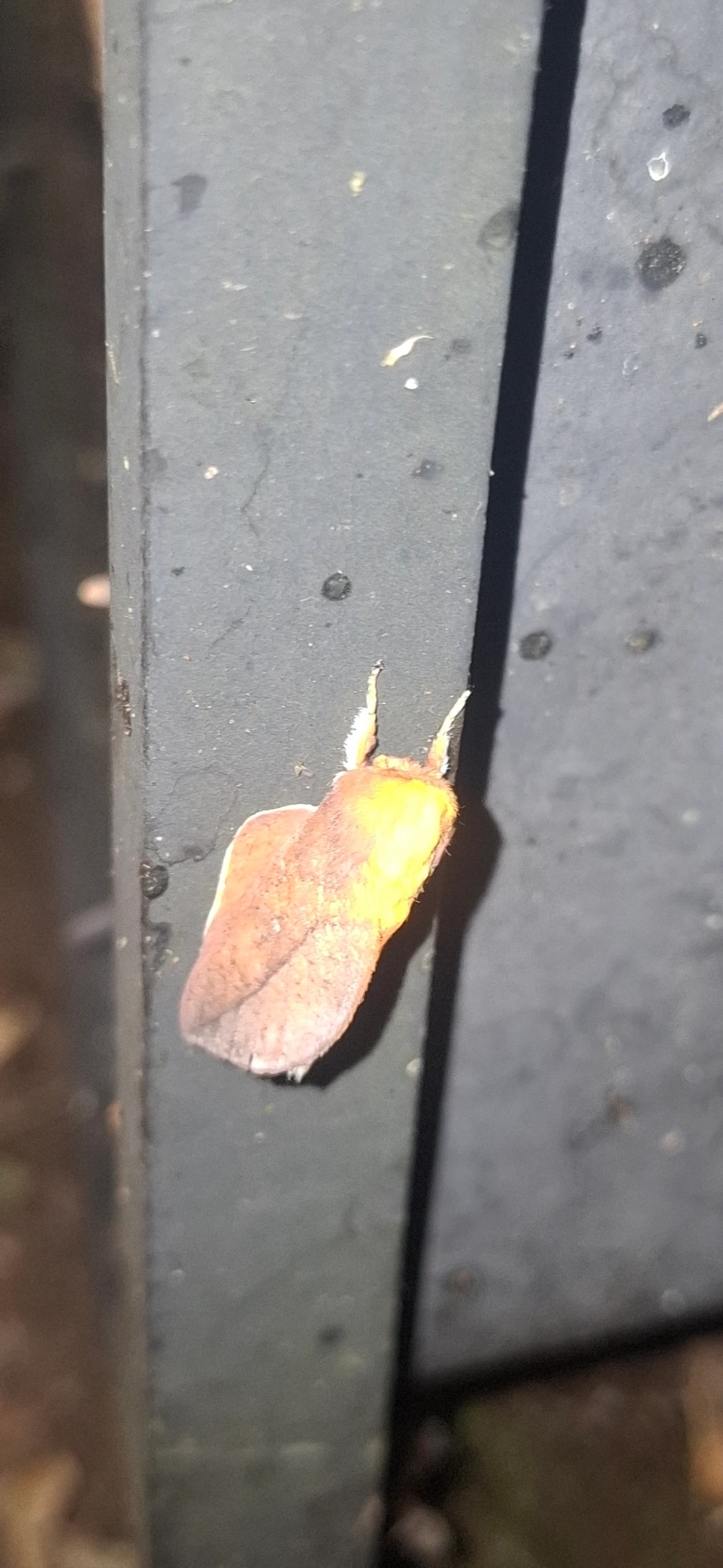 Cicia crocata, insetos, fotografado em Queluz