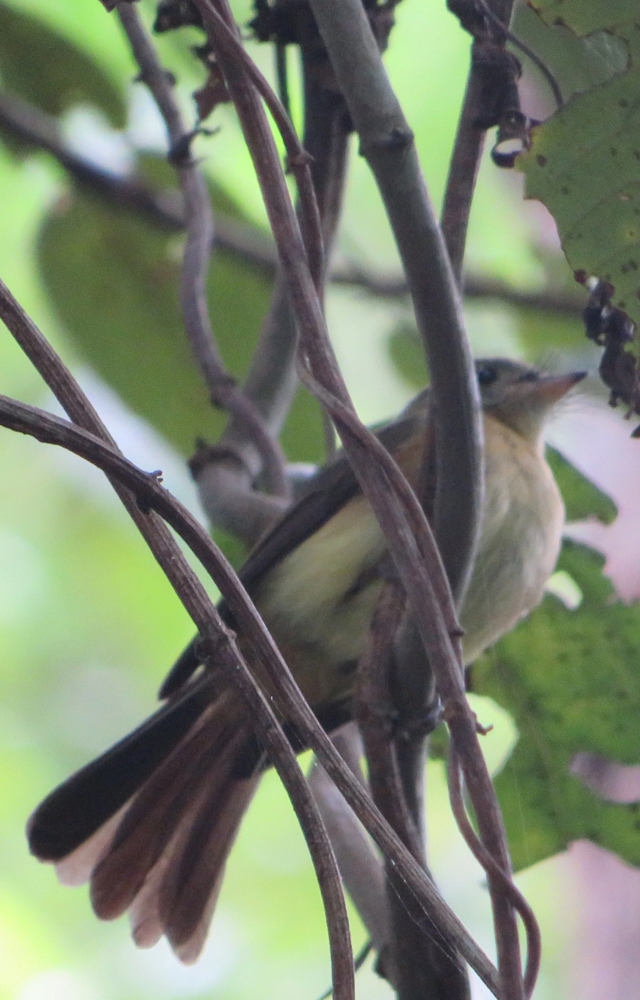 Assanhadinho (Myiobius barbatus), aves, fotografado em Maresias, São Sebastião
