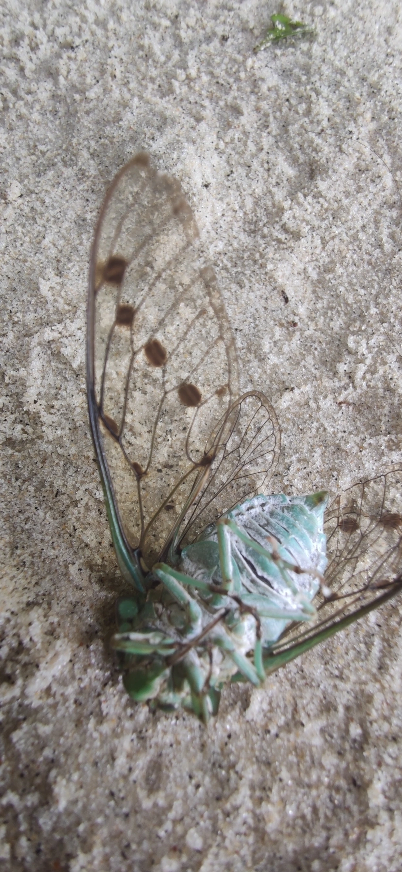 Cigarra-verde (Zammara tympanum), insetos, fotografado em Maresias, São Sebastião