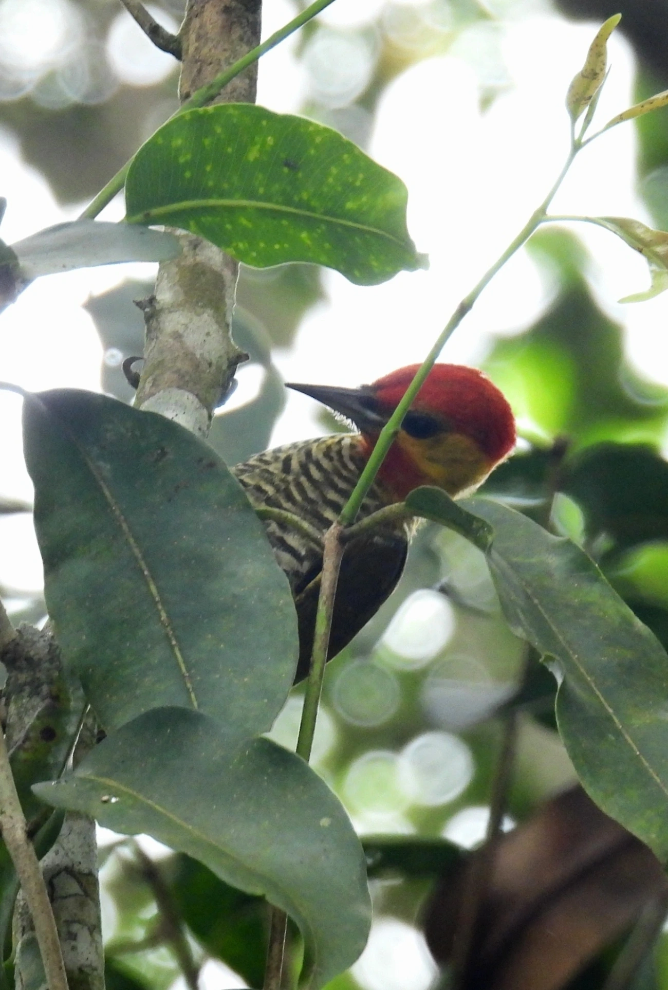Pica-pau-bufador (Piculus flavigula), aves, fotografado em Maresias, São Sebastião