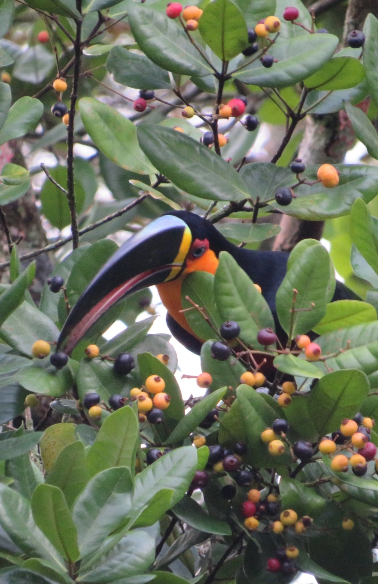 Tucano-de-ariel (Ramphastos vitellinus), aves, fotografado em Maresias, São Sebastião