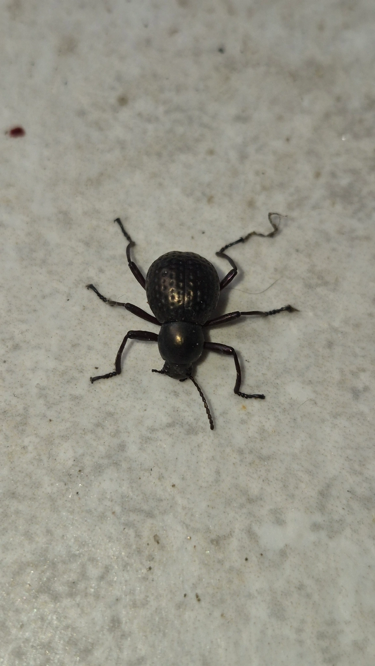 Sphaerotus curvipes, insetos, fotografado em Maresias, São Sebastião