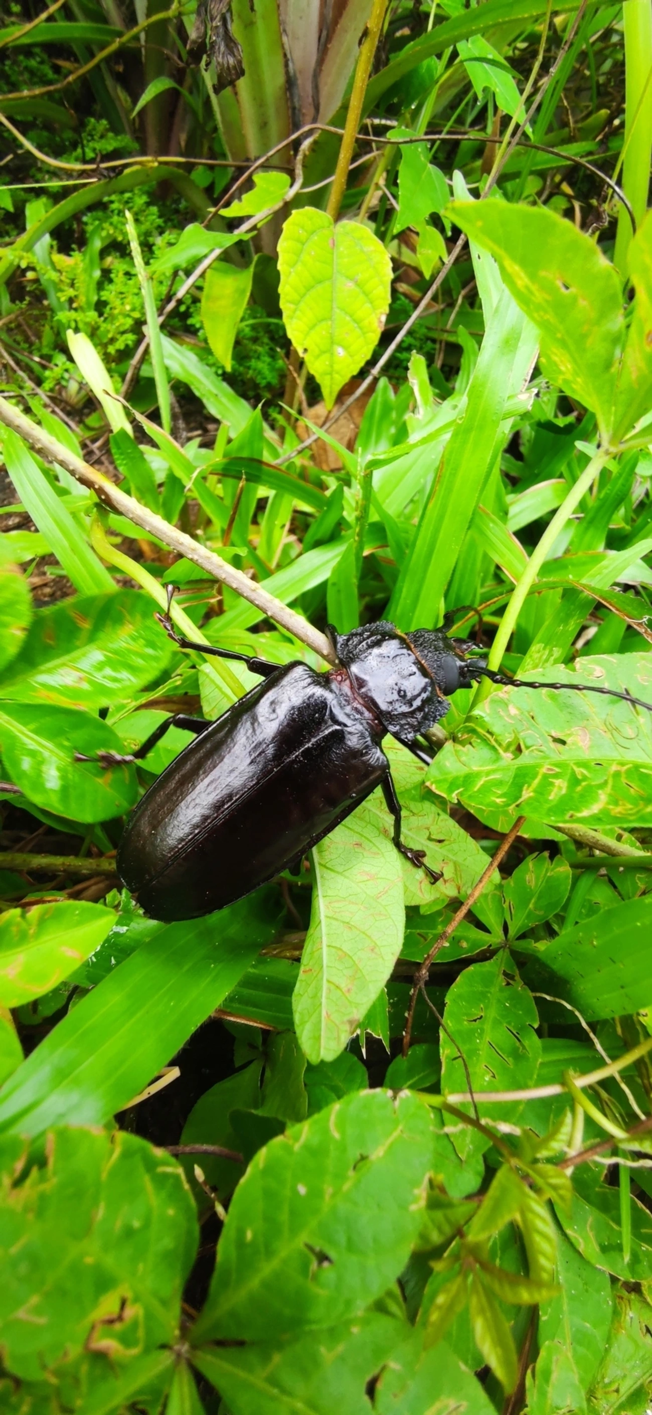 Macrotomini, insetos, fotografado em Maresias, São Sebastião