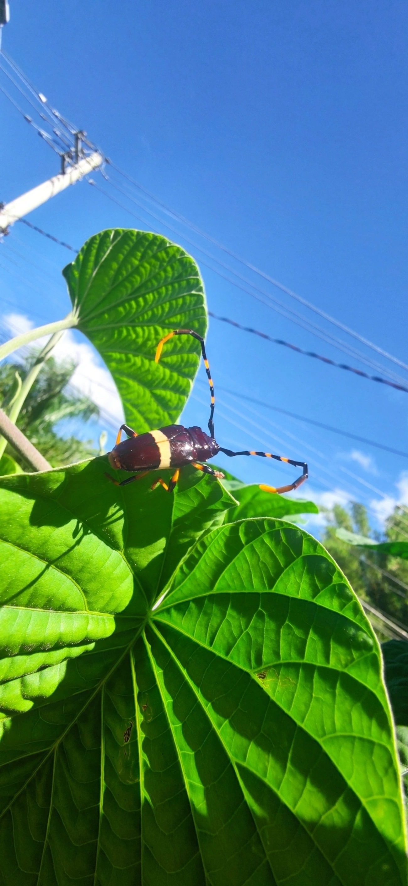 Serra-Pau-de-Faixa-Branca (Trachyderes succinctus), insetos, fotografado em Maresias, São Sebastião