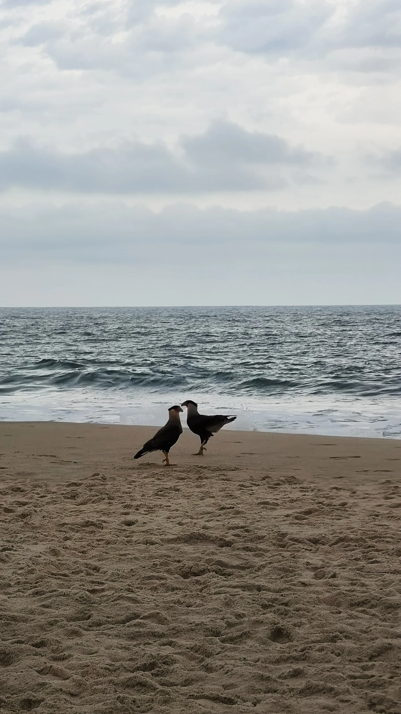 Carcará (Caracara plancus), aves, fotografado em Praia de Santiago, São Sebastião