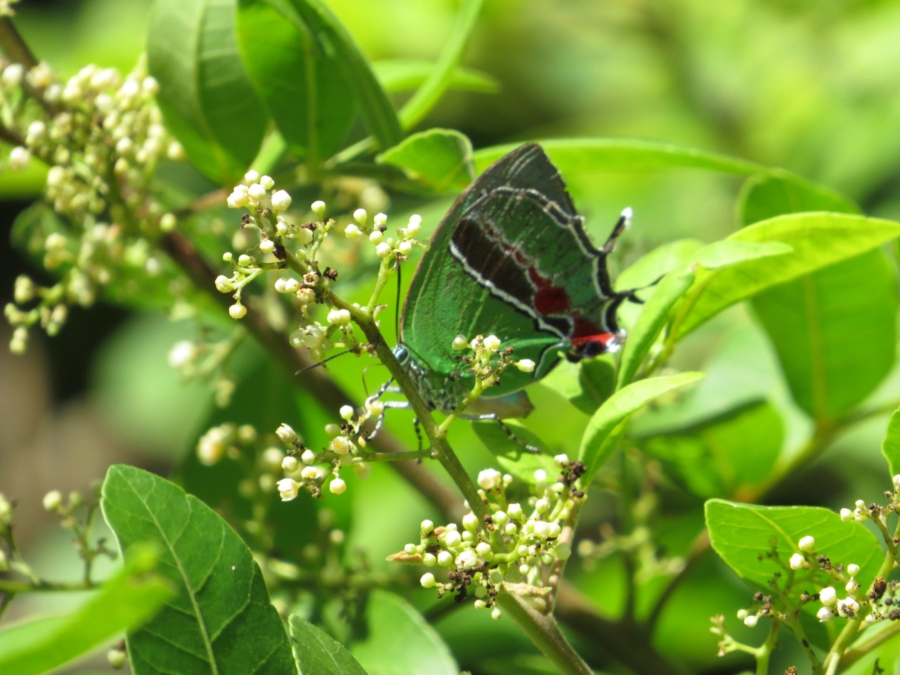 Cabeludinha-de-Bates (Evenus batesii), insetos, fotografado em Maresias, São Sebastião