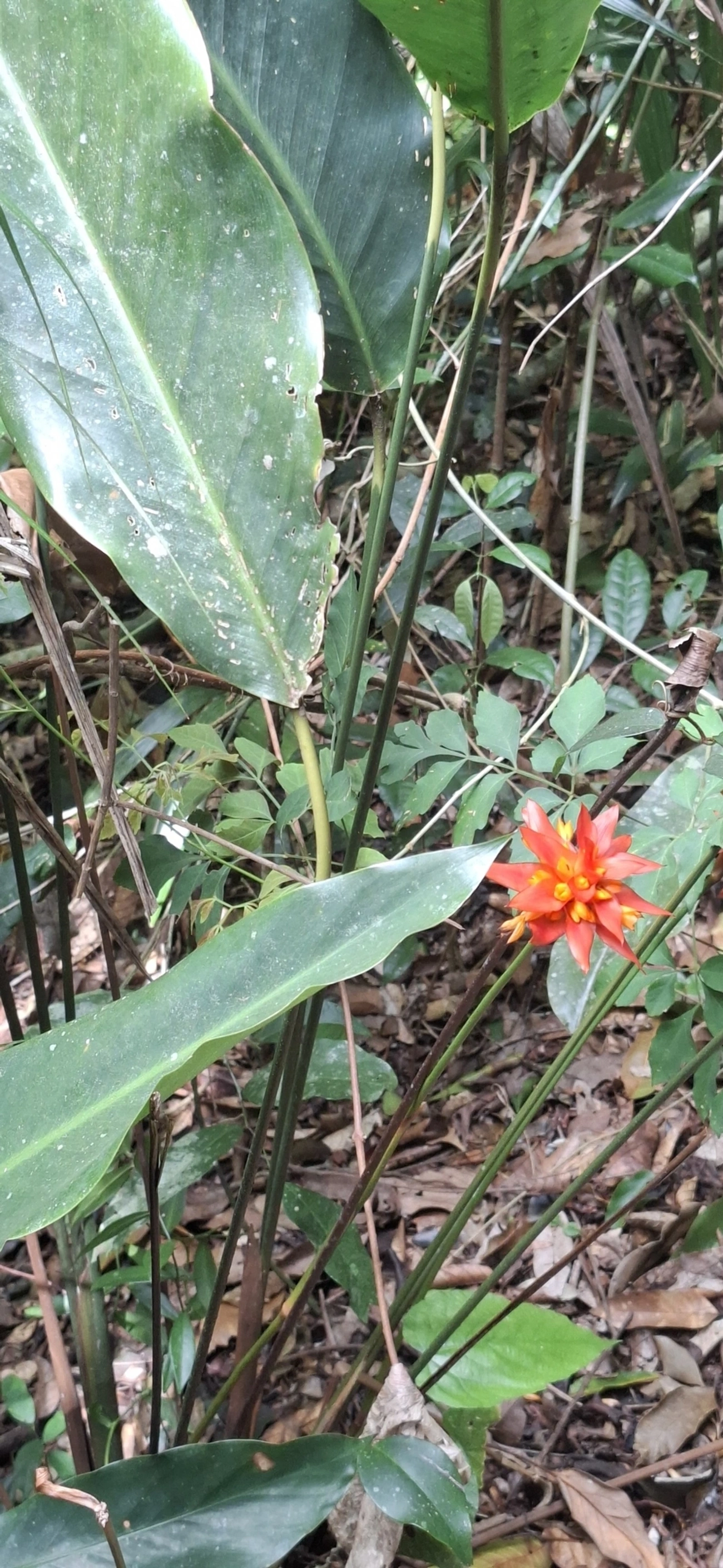 Calatéia (Goeppertia colorata), plantas, fotografado em Enxovas, Ilhabela