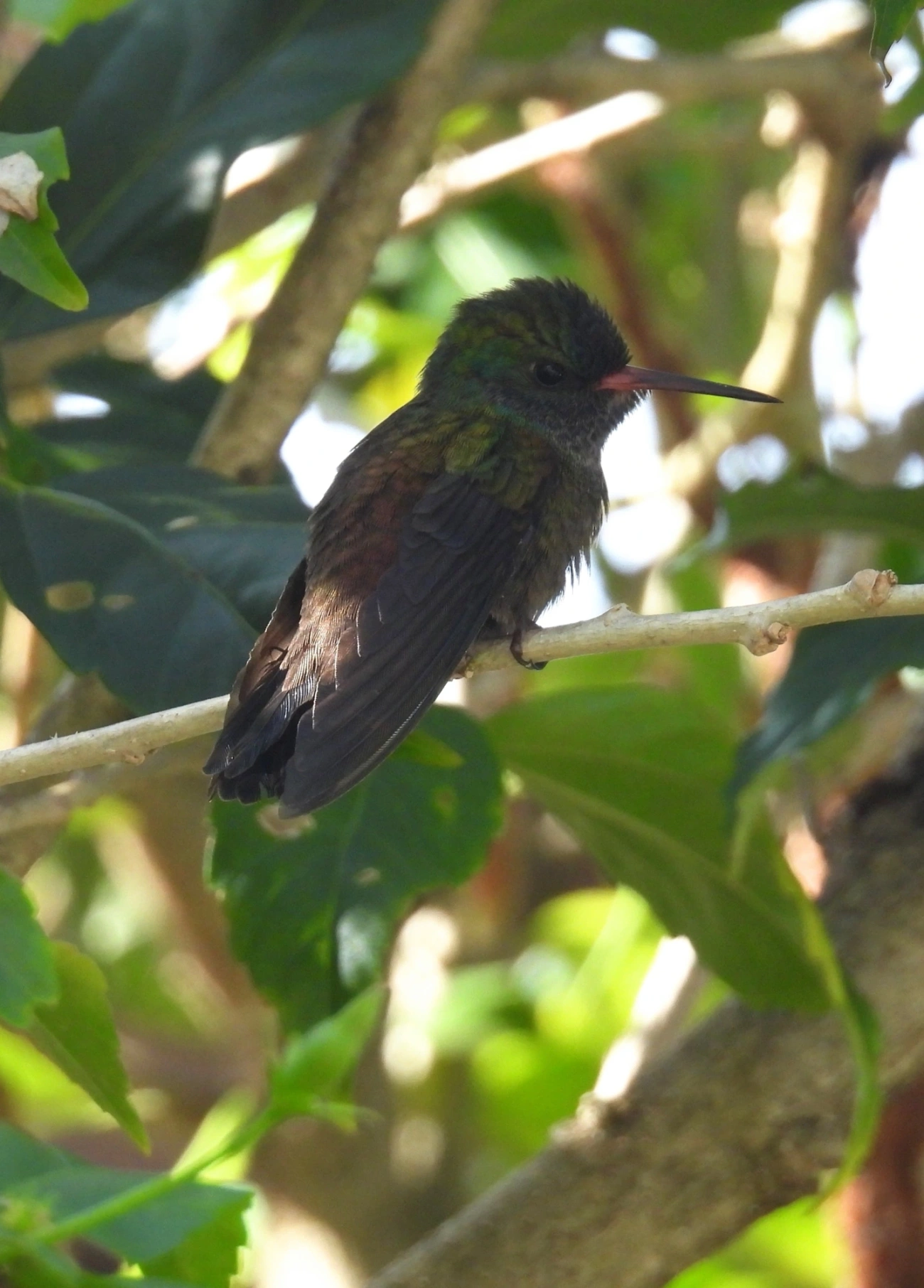 Beija-flores (Trochilidae), aves, fotografado em Maresias, São Sebastião