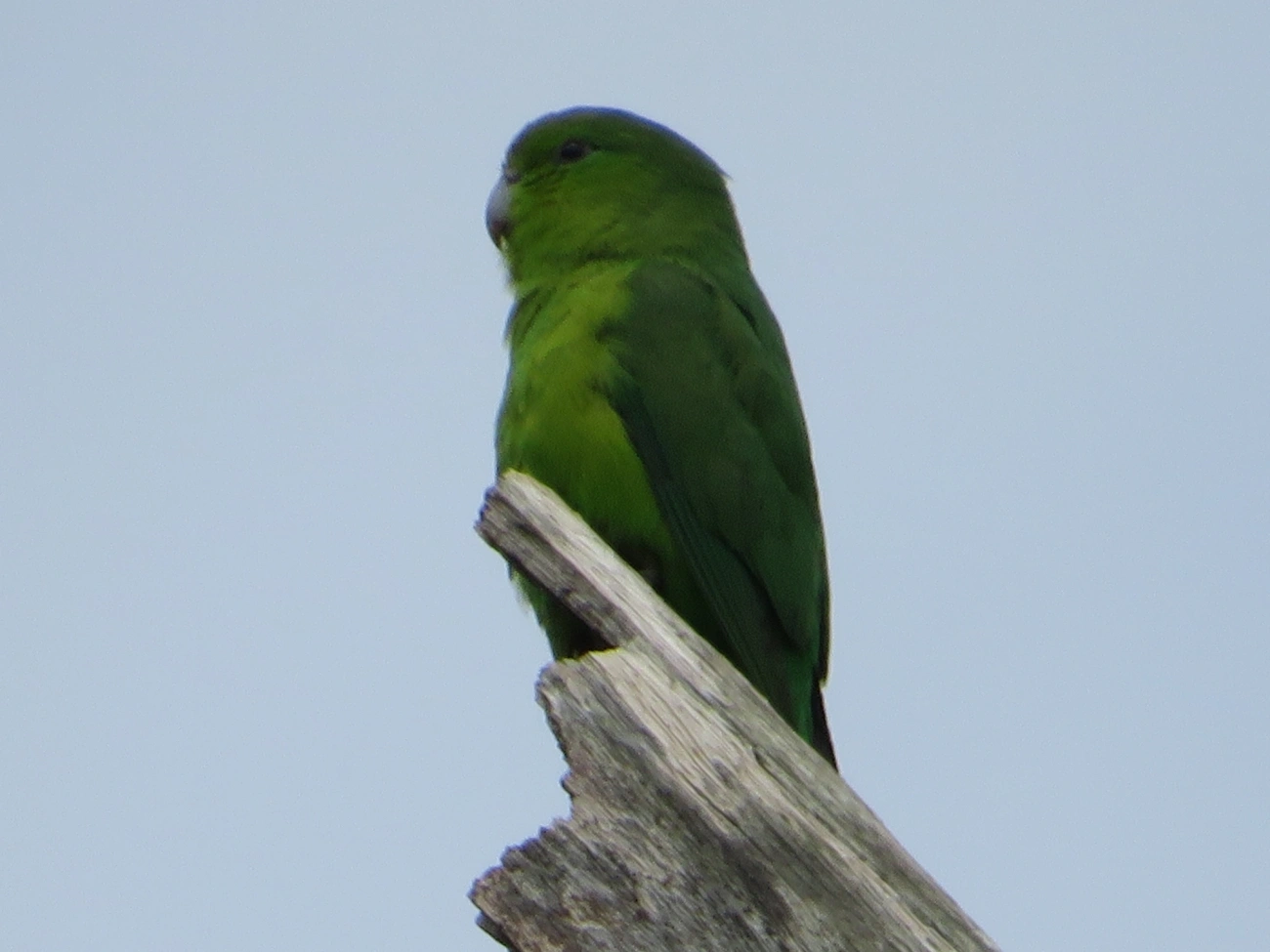 Tuim (Forpus xanthopterygius), aves, fotografado em Maresias, São Sebastião