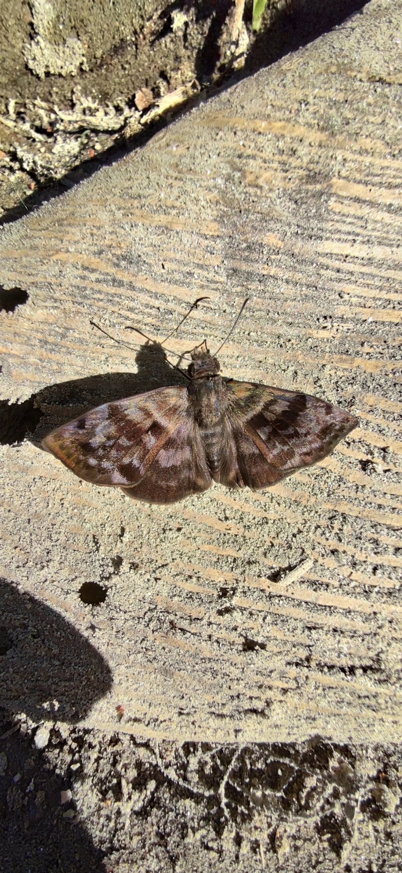 Saltão-variegado (Gorgythion begga), insetos, fotografado em Maresias, São Sebastião