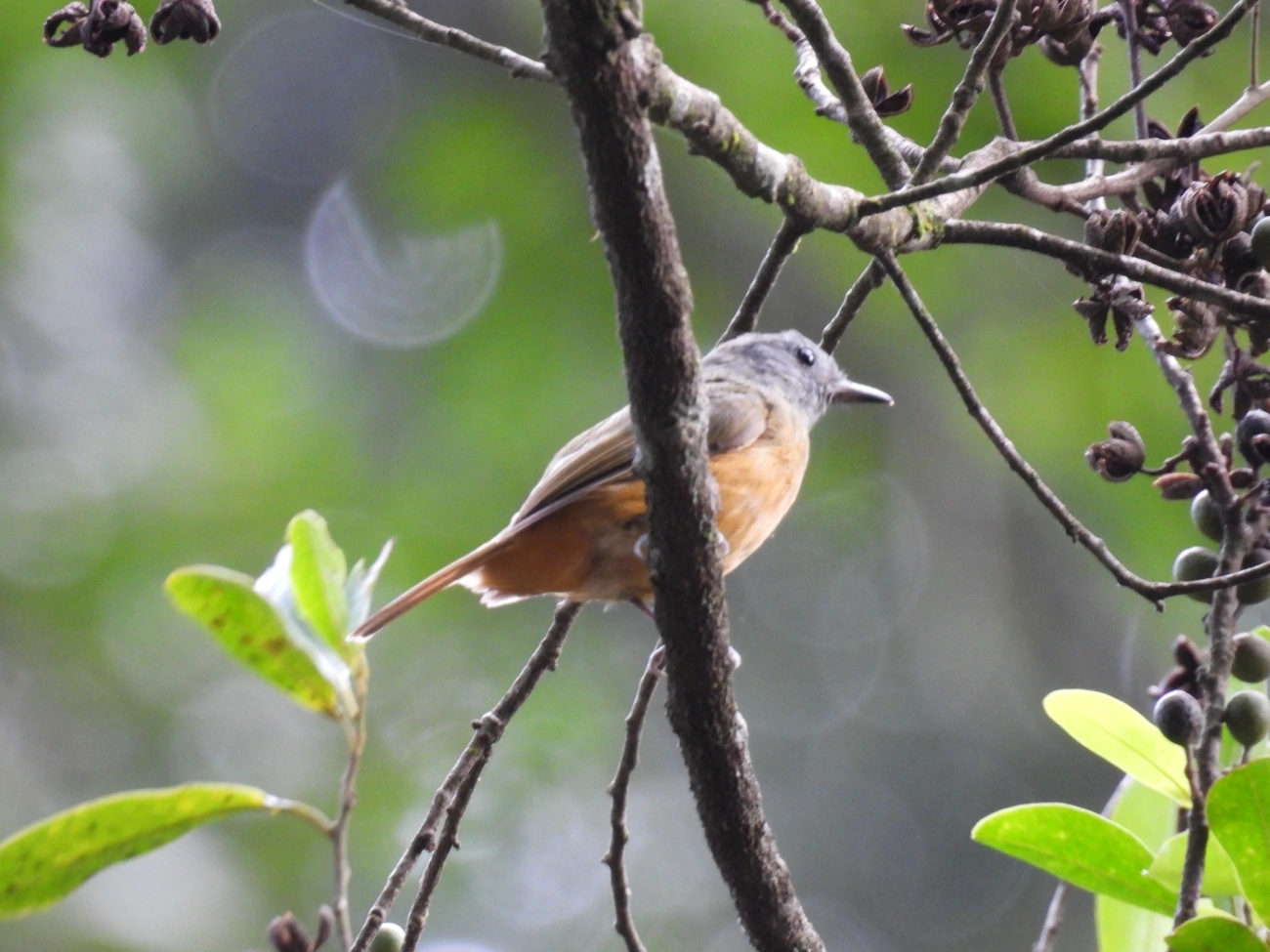 Abre-asa-de-cabeça-cinza (Mionectes rufiventris), aves, fotografado em Cabreúva