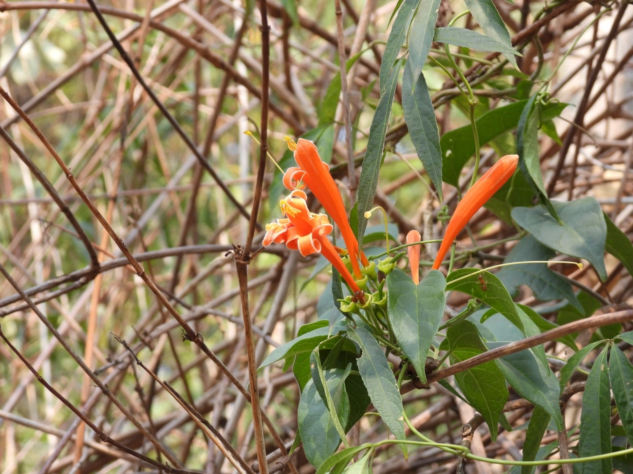 Flor-de-São-João (Pyrostegia venusta), plantas, fotografado em Socorro