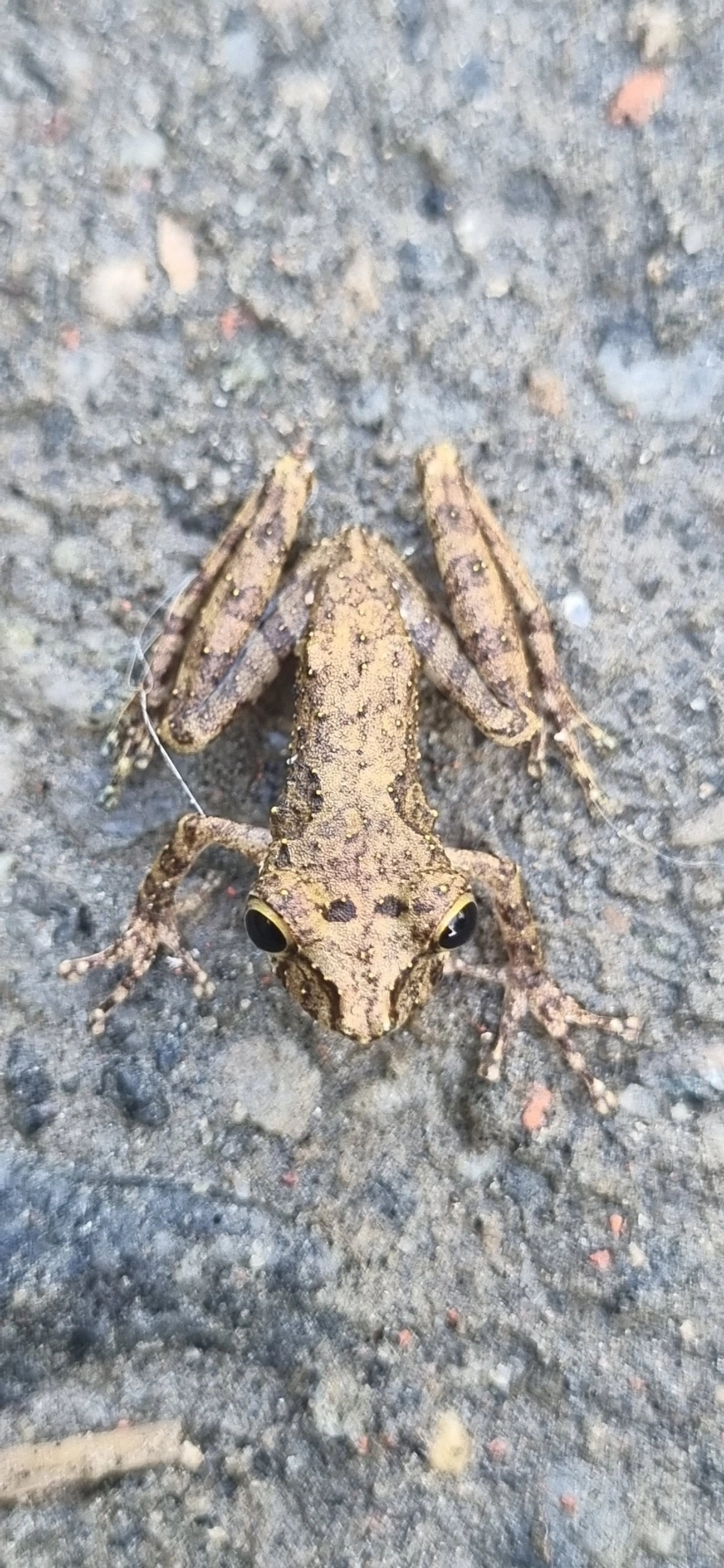 Perereca-de-focinho-do-Rio-Mutum (Ololygon argyreornata), anfíbios, fotografado em Maresias, São Sebastião