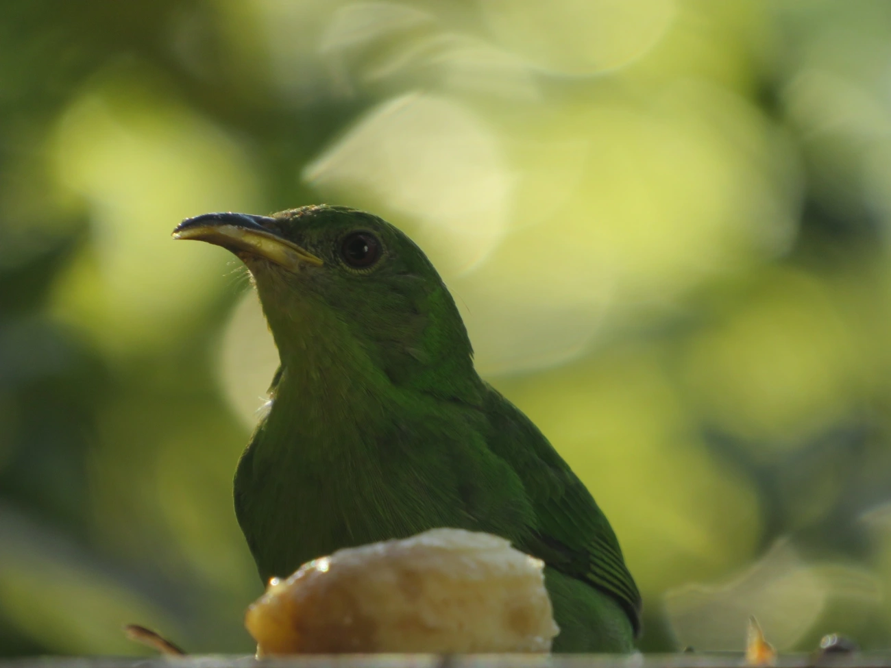 Saí-verde (Chlorophanes spiza), aves, fotografado em Maresias, São Sebastião