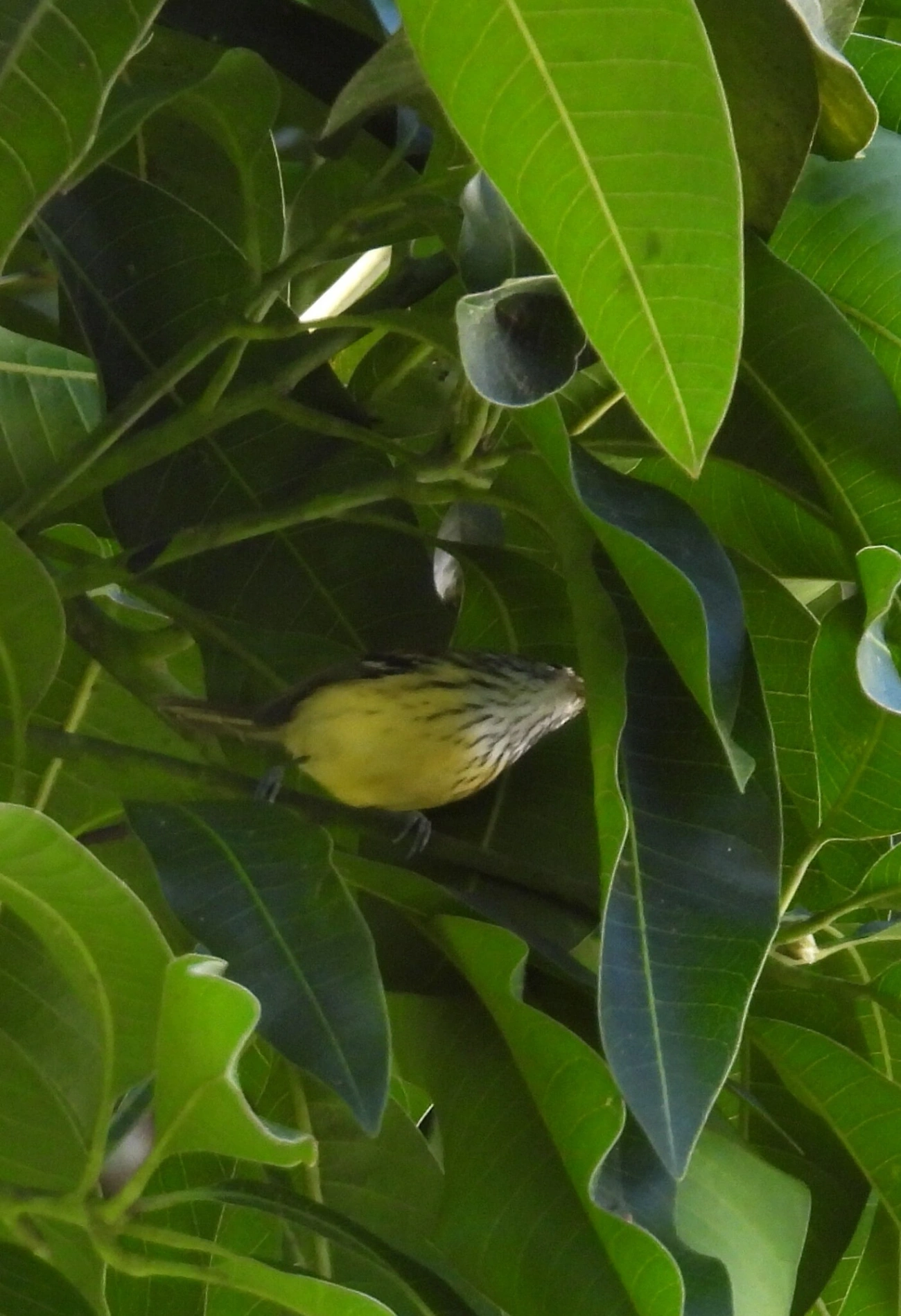 Zidedê (Terenura maculata), aves, fotografado em Resende