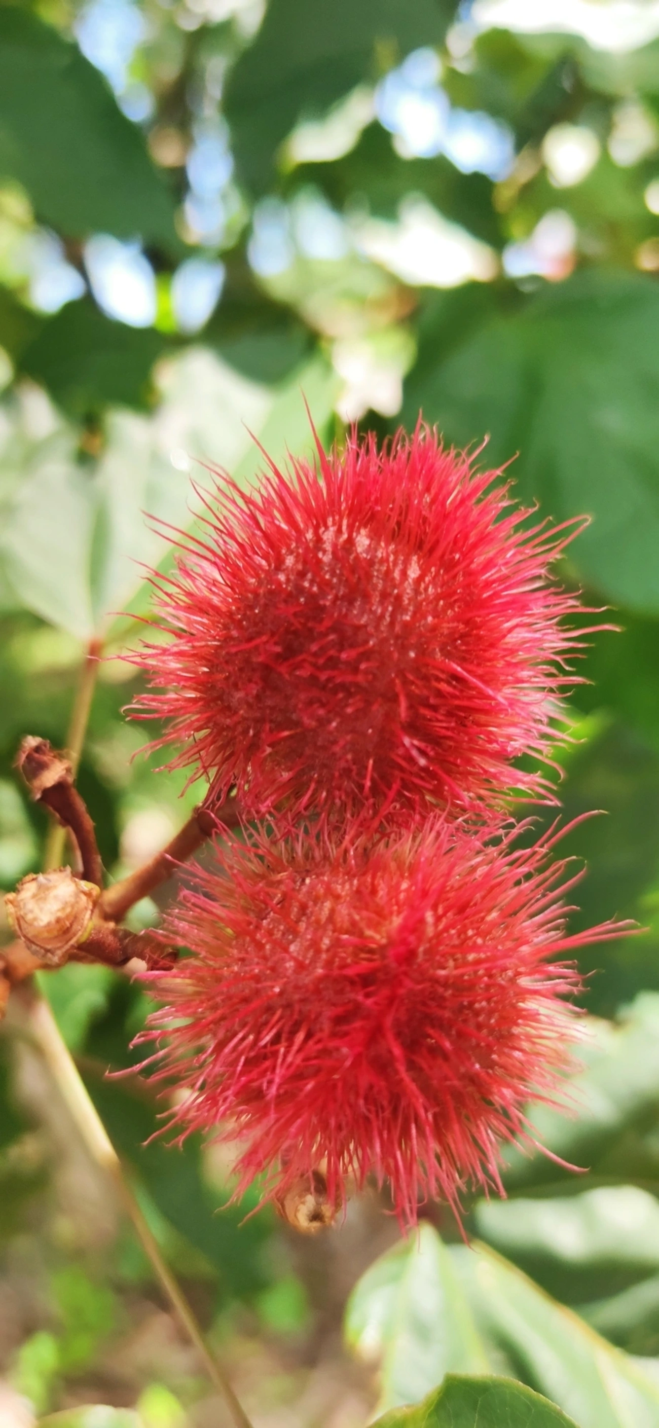 Urucuzeiro (Bixa orellana), plantas, fotografado em Indaiá, Caraguatatuba