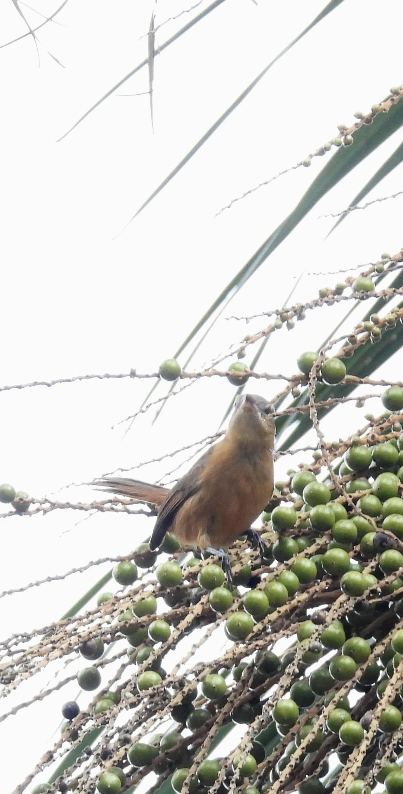 Caneleiro (Pachyramphus castaneus), aves, fotografado em Barra do Una, São Sebastião