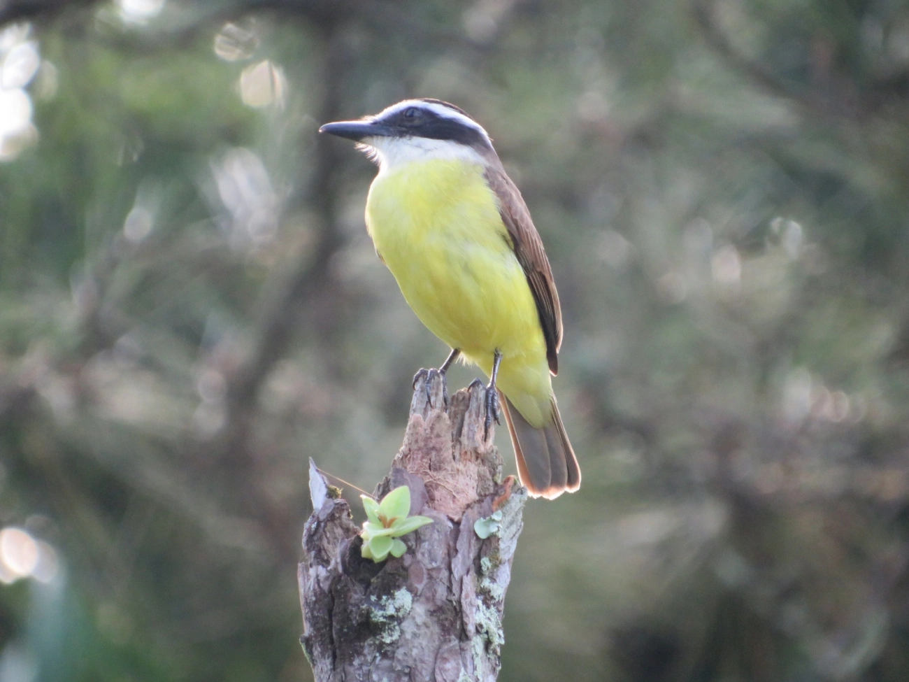 Bem-te-vi (Pitangus sulphuratus), aves, fotografado em Maresias, São Sebastião