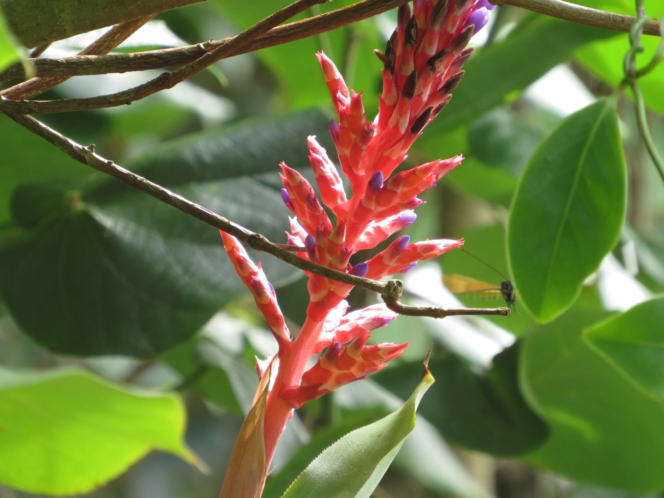 Aechmea wittmackiana, plantas, fotografado em Maresias, São Sebastião