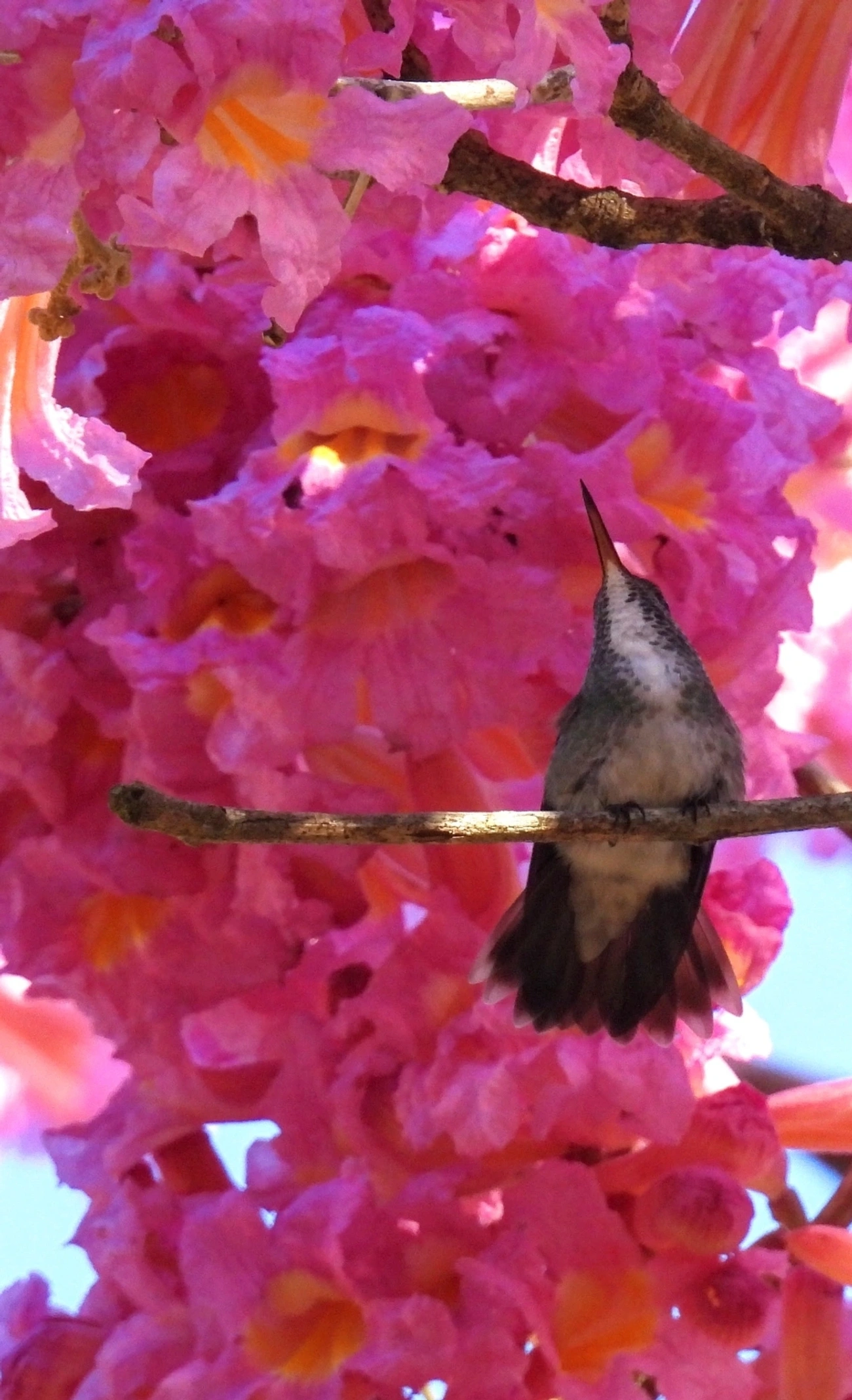 Beija-flor-de-banda-branca (Chrysuronia versicolor), aves, fotografado em Paúba, São Sebastião