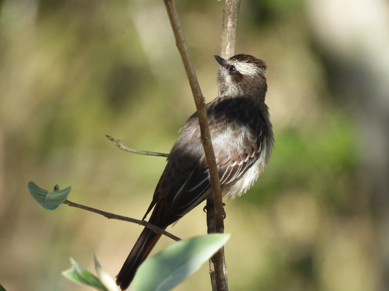 Peitica (Empidonomus varius), aves, fotografado em São Luíz do Paraitinga