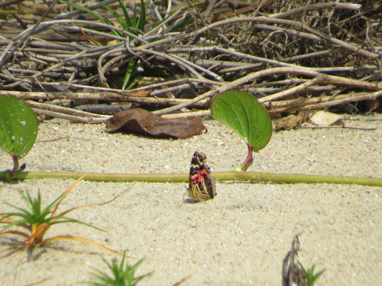 Dama-bandeada (Vanessa myrinna), insetos, fotografado em Mocóca