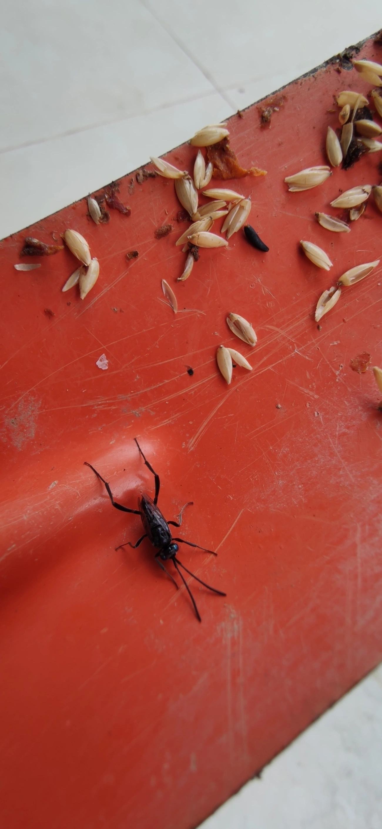 Vespa-Bandeira (Evania appendigaster), insetos, fotografado em Maresias, São Sebastião
