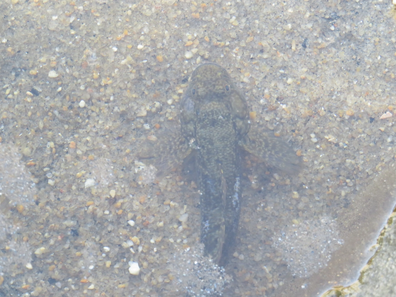 Bathygobius, peixes, fotografado em Maresias, São Sebastião