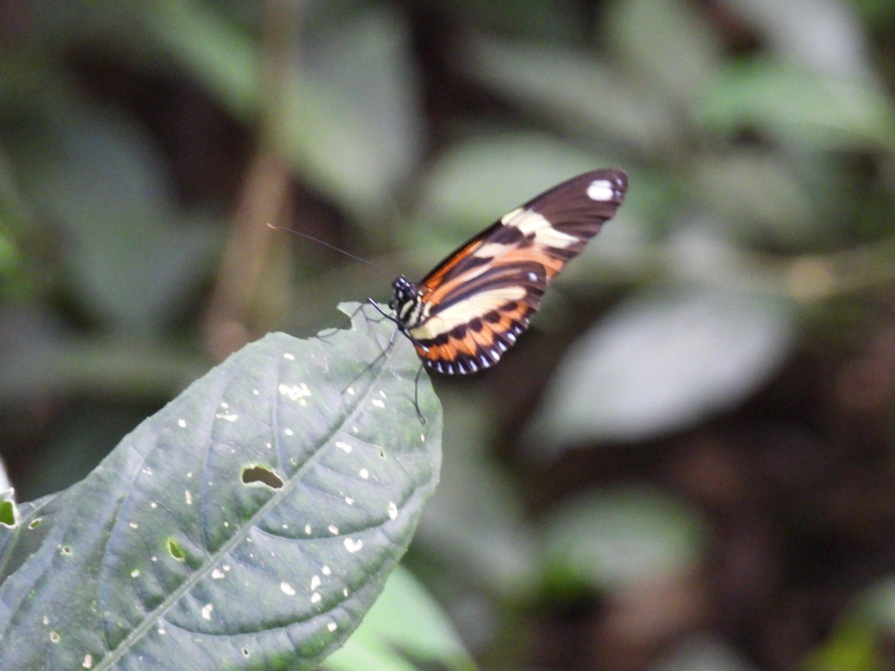 Maria-boba (Heliconius ethilla), insetos, fotografado em Cabreúva