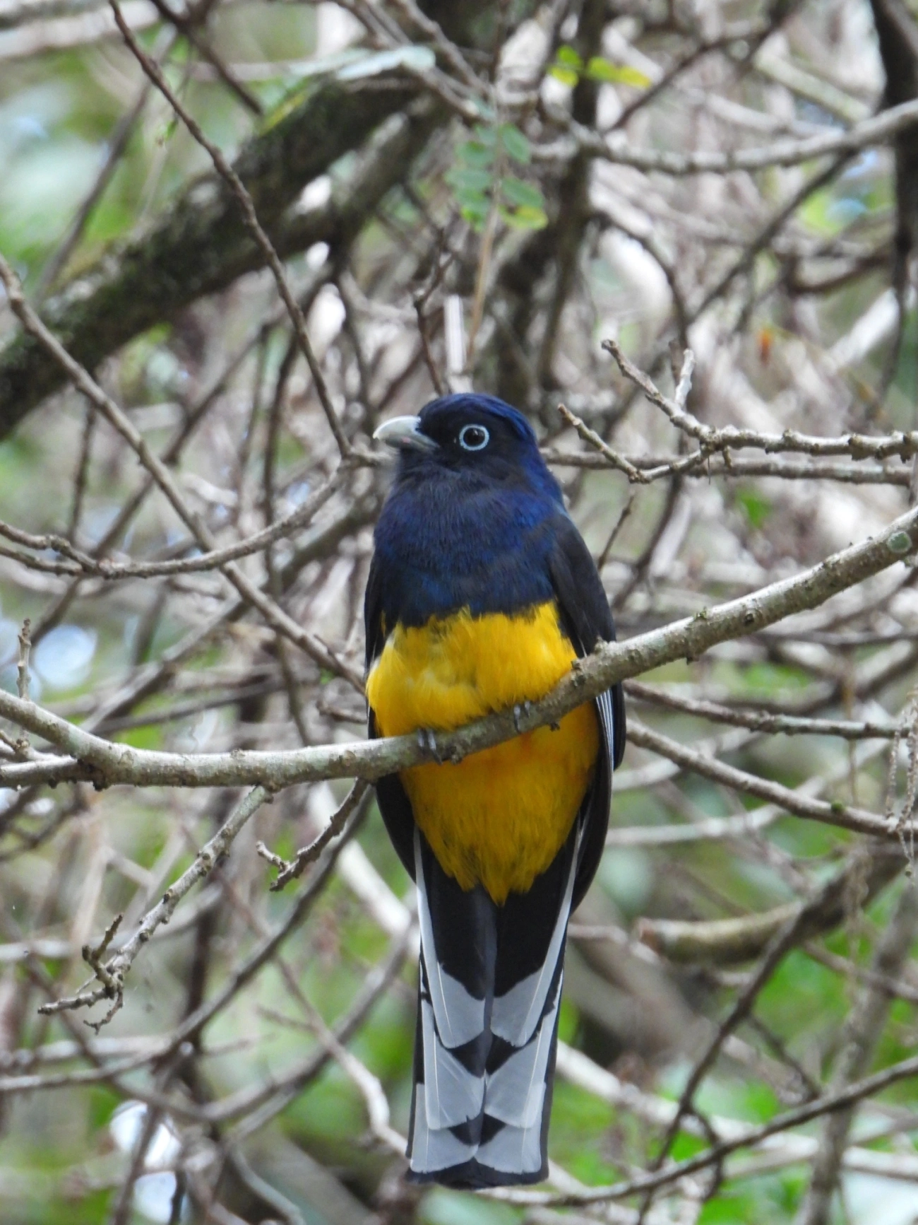 Surucuá-de-barriga-amarela (Trogon viridis), aves, fotografado em Maresias, São Sebastião