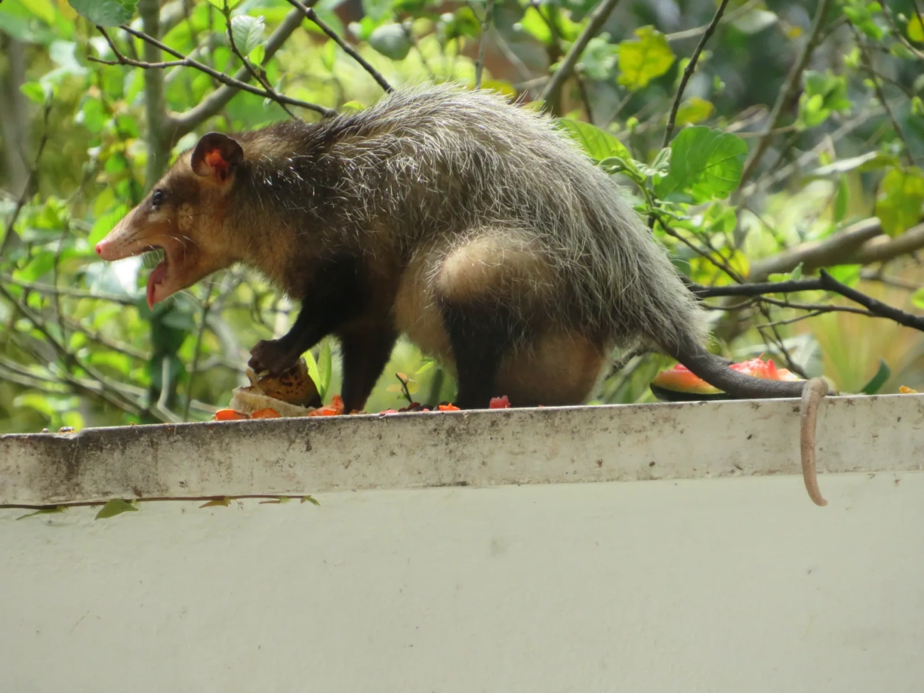 Gambá-de-orelha-preta (Didelphis aurita), mamíferos, fotografado em Maresias, São Sebastião