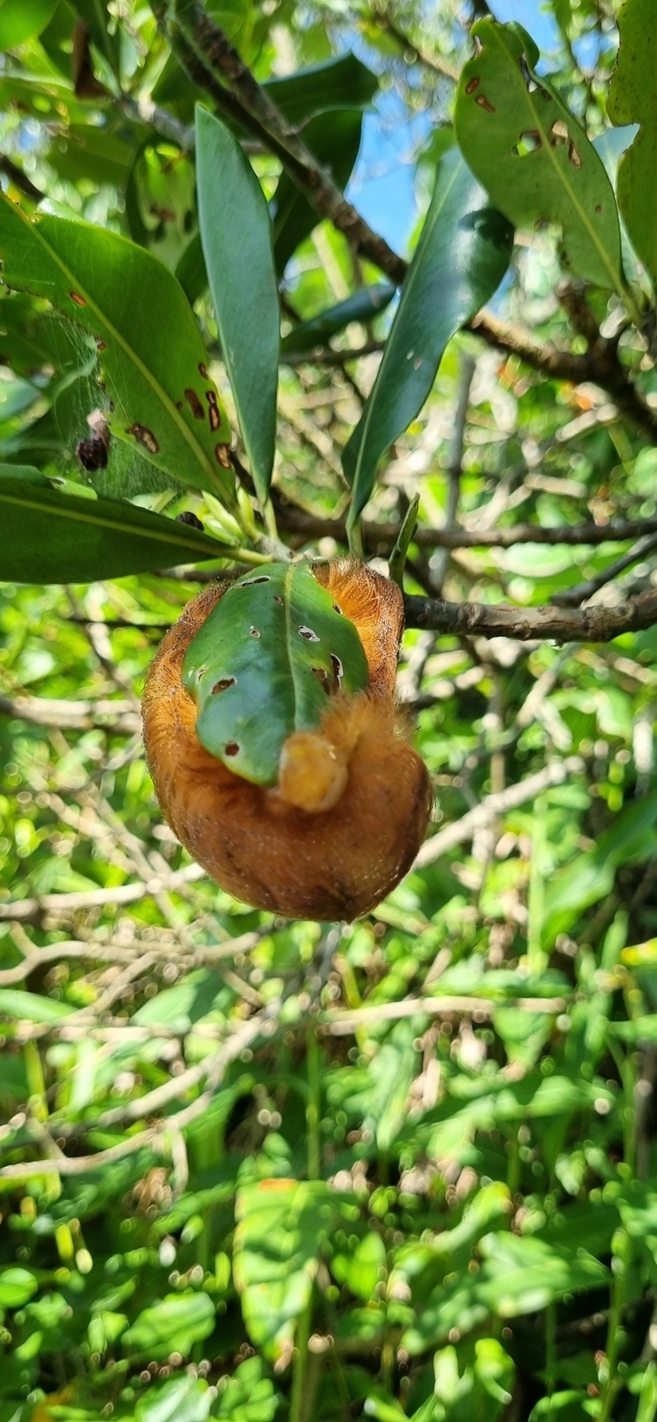 Podalia, insetos, fotografado em Maresias, São Sebastião