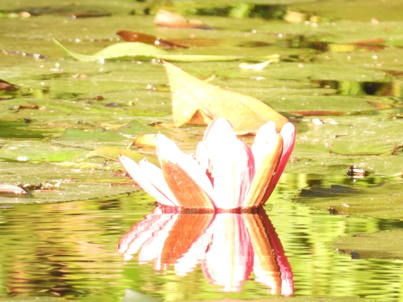 Ninfeia-vermelha (Nymphaea rubra), plantas, fotografado em Cananéia
