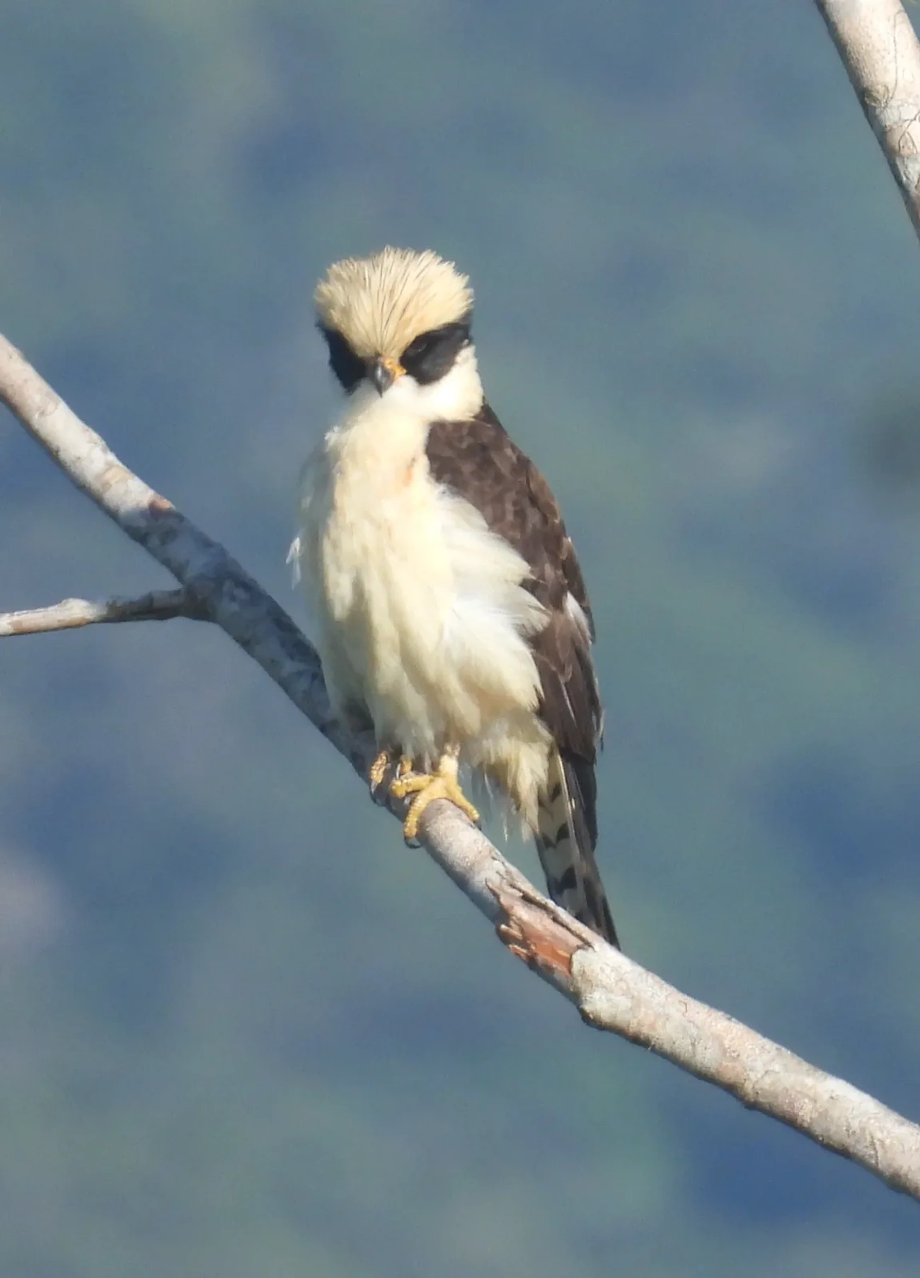 Acauã (Herpetotheres cachinnans), aves, fotografado em Maresias, São Sebastião