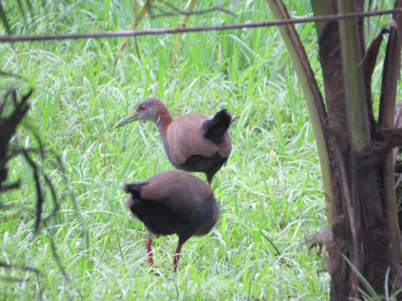 Saracura-do-mato (Aramides saracura), aves, fotografado em Maresias, São Sebastião