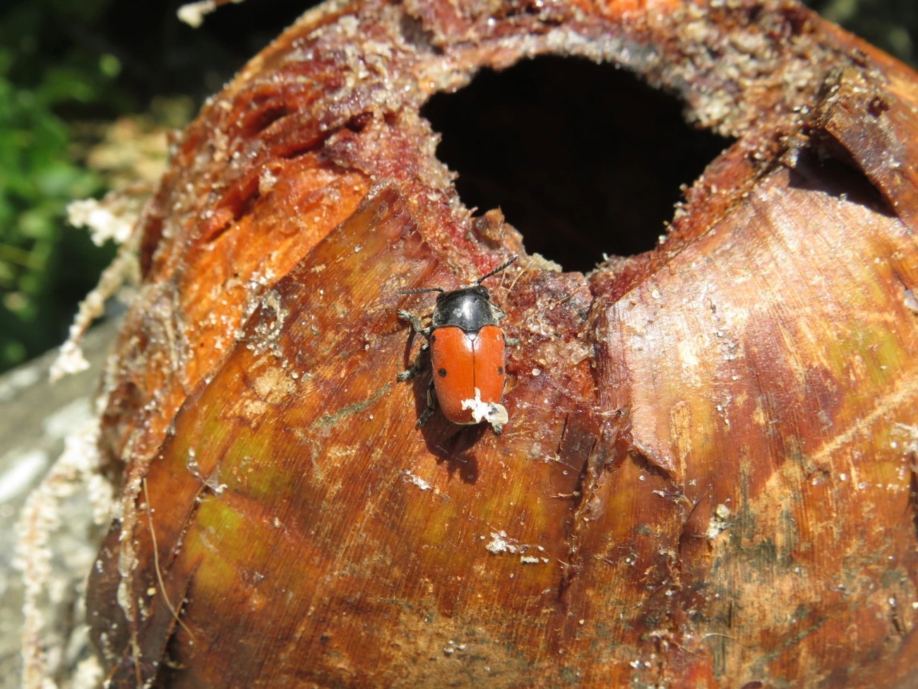 Besouro-das-folhas (Megalostomis grandis), insetos, fotografado em Maresias, São Sebastião