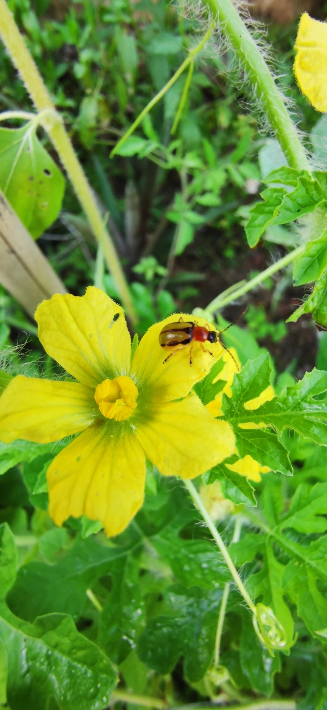 Diabroticina, insetos, fotografado em Maresias, São Sebastião